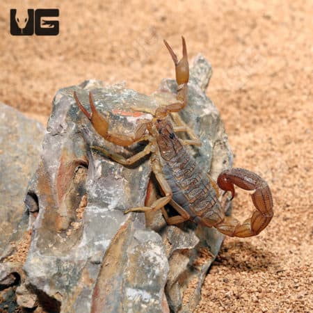 West African Bark Scorpion in natural habitat, light phase coloration.