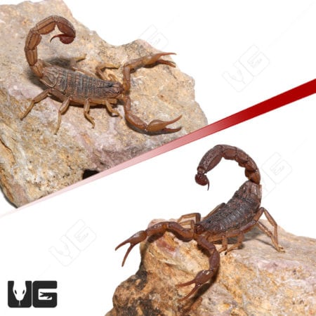 African Bark Scorpion (Hottentotta hottentotta) For Sale - Underground Reptiles