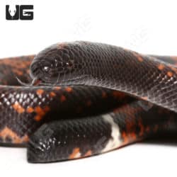 Calabar Pythons (Calabaria reinhardtii) For Sale - Underground Reptiles