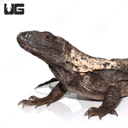 Adult Banana Pectinata (Ctenosaura pectinata) For Sale - Underground Reptiles