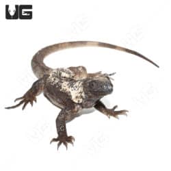 Adult Banana Pectinata (Ctenosaura pectinata) For Sale - Underground Reptiles