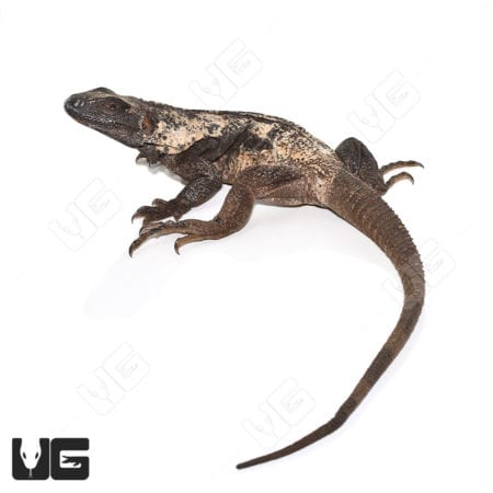 Adult Banana Pectinata (Ctenosaura pectinata) For Sale - Underground Reptiles