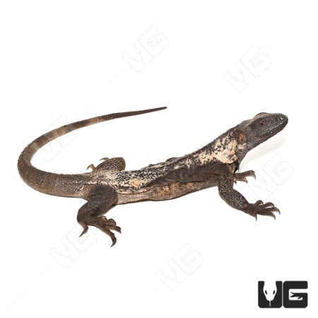 Adult Banana Pectinata (Ctenosaura pectinata) For Sale - Underground Reptiles