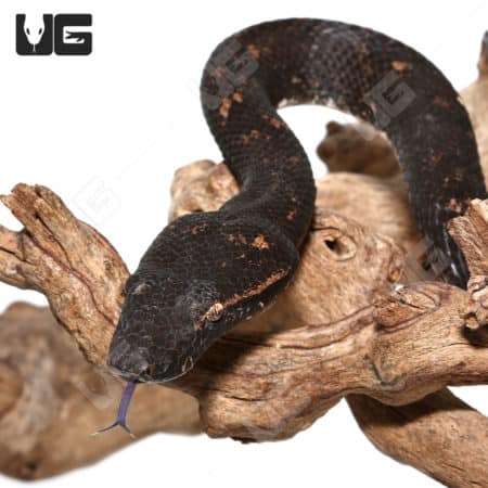 Adult Solomon Island Tree Boas (Candoia bibroni) For Sale - Underground Reptiles