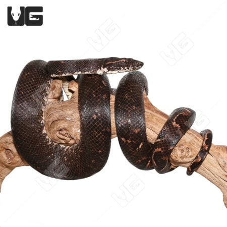 Adult Solomon Island Tree Boas (Candoia bibroni) For Sale - Underground Reptiles