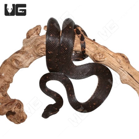 Adult Solomon Island Tree Boas (Candoia bibroni) For Sale - Underground Reptiles