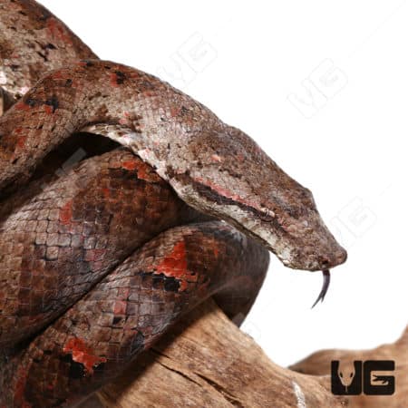 Adult Solomon Island Tree Boas (Candoia bibroni) For Sale - Underground Reptiles