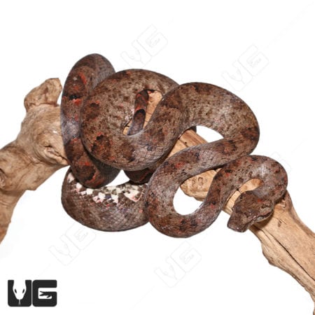 Adult Solomon Island Tree Boas (Candoia bibroni) For Sale - Underground Reptiles