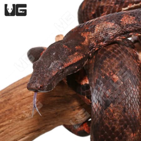 Adult Solomon Island Tree Boas (Candoia bibroni) For Sale - Underground Reptiles