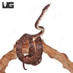 Adult Solomon Island Tree Boas (Candoia bibroni) For Sale - Underground Reptiles