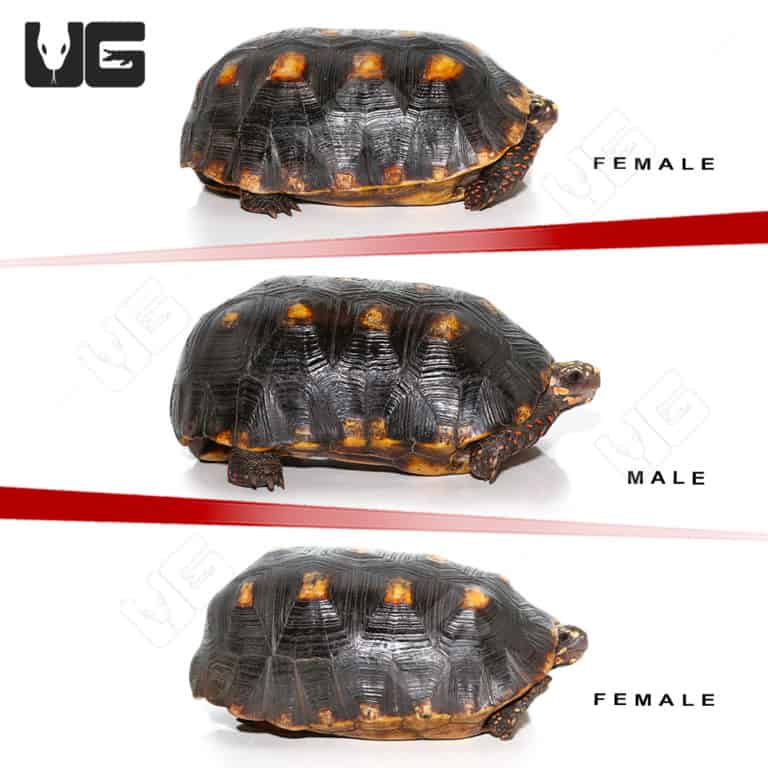 Redfoot Tortoise For Sale - Underground Reptiles