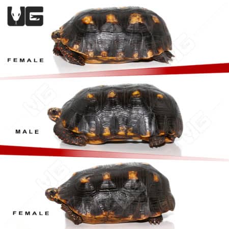 Adult Suriname Redfoot Tortoise Trio (Chelonoidis carbonaria) For Sale - Underground Reptiles
