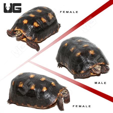 Adult Suriname Redfoot Tortoise Trio (Chelonoidis carbonaria) For Sale - Underground Reptiles