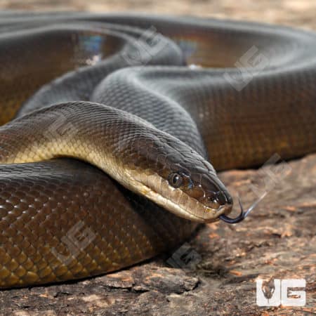 Water Python snake resting on wood surface, close-up view.