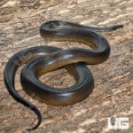 Water Python (Liasis fuscus) For Sale - Underground Reptiles