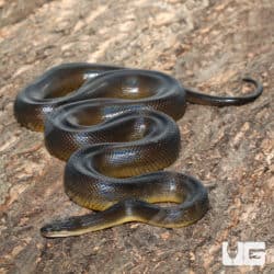 Water Python (Liasis fuscus) For Sale - Underground Reptiles