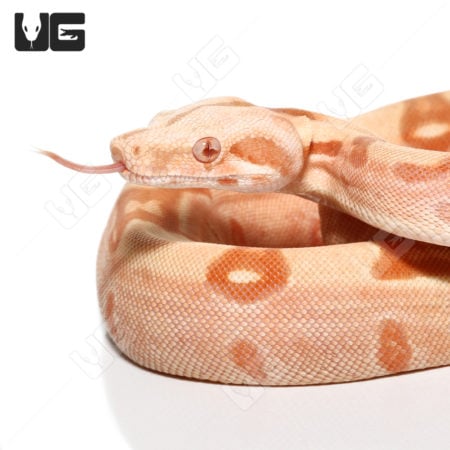 Albino Hypo Het Anery Boa (Boa imperator) For Sale - Underground Reptiles