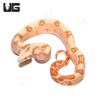 Albino Hypo Het Anery Boa (Boa imperator) For Sale - Underground Reptiles