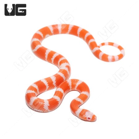 Baby Tangerine Honduran Milksnakes (Lampropeltis triangulum hondurensis) For Sale - Underground Reptiles