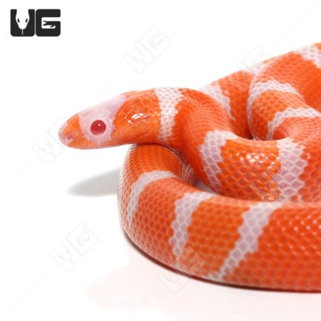 Albino Tangerine Het Hypo Honduran Milksnake, baby snake with vibrant orange and white pattern.