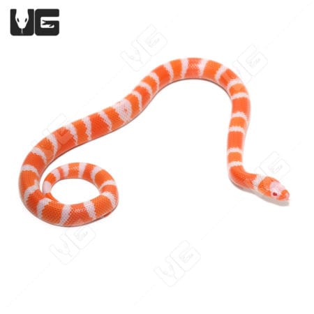 Baby Tangerine Honduran Milksnakes (Lampropeltis triangulum hondurensis) For Sale - Underground Reptiles