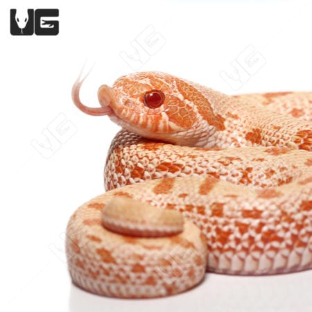 Baby Albino Anaconda "Mondo Line" Western Hognose Snake (Heterodon nasicus) For Sale - Underground Reptiles
