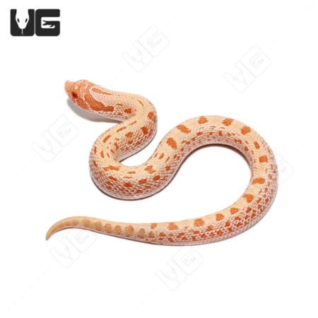 Baby Albino Anaconda "Mondo Line" Western Hognose Snake (Heterodon nasicus) For Sale - Underground Reptiles