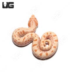 Baby Albino Anaconda "Mondo Line" Western Hognose Snake (Heterodon nasicus) For Sale - Underground Reptiles