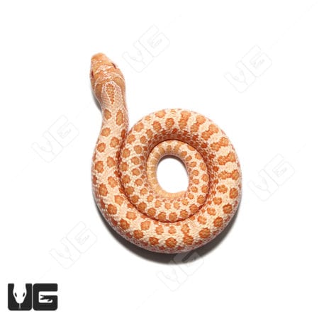 Baby Albino "Mondo Line" Western Hognose Snake (Heterodon nasicus) for sale
