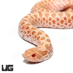 Baby Albino "Mondo Line" Western Hognose Snake (Heterodon nasicus) for sale