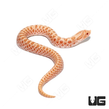 Baby Albino "Mondo Line" Western Hognose Snake (Heterodon nasicus) for sale