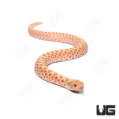 Baby Albino "Mondo Line" Western Hognose Snake (Heterodon nasicus) for sale