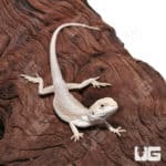 Baby High White Zero Bearded Dragon (Pogona vitticeps) for sale - Underground Reptiles