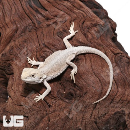 Baby High White Zero Bearded Dragon (Pogona vitticeps) for sale - Underground Reptiles
