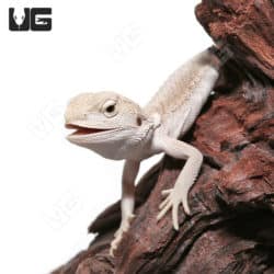 Baby High White Zero Bearded Dragon (Pogona vitticeps) for sale - Underground Reptiles