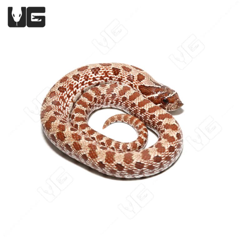 Baby Western Hognose Snakes For Sale Underground Reptiles