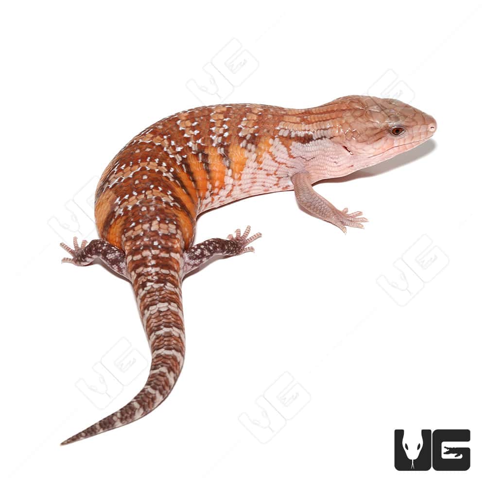 Baby Northern Blue Tongue Skinks T Scincoides Intermedia For Sale Underground Reptiles