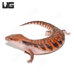 Baby Northern Blue Tongue Skinks (T. scincoides intermedia) for sale