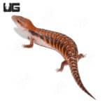 Baby Northern Blue Tongue Skinks (T. scincoides intermedia) for sale