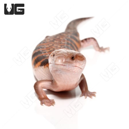 Baby Northern Blue Tongue Skinks (T. scincoides intermedia) for sale