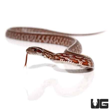 Baby Tessera Cornsnakes (Pantherophis guttatus) For Sale - Underground Reptiles