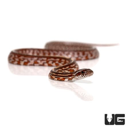 Baby Tessera Cornsnakes (Pantherophis guttatus) For Sale - Underground Reptiles