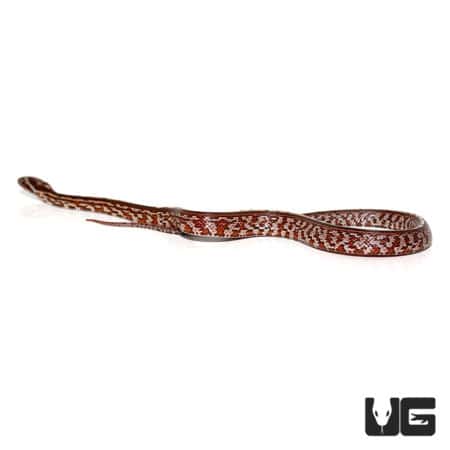 Baby Tessera Cornsnakes (Pantherophis guttatus) For Sale - Underground Reptiles