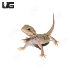 Baby Translucent Bearded Dragons (Pogona vitticeps) For Sale - Underground Reptiles