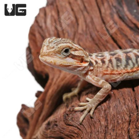 Baby Translucent Leatherback Bearded Dragons (Pogona vitticeps) For Sale - Underground Reptiles