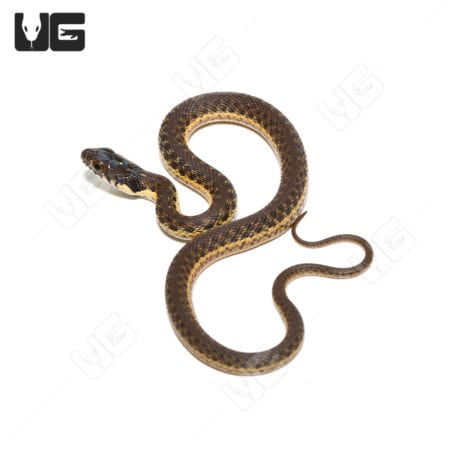 Baby Two-Stripe Garter Snake (Thamnophis hammondii) for sale - Underground Reptiles