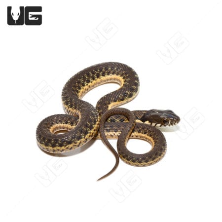 Baby Two-Stripe Garter Snake in natural pose, showcasing its distinctive markings.