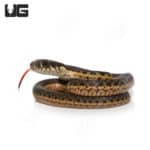 Baby Two-Stripe Garter Snake (Thamnophis hammondii) for sale - Underground Reptiles