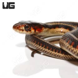 Baby Valley Garter Snake (Thamnophis sirtalis fitchi) for sale - Underground Reptiles