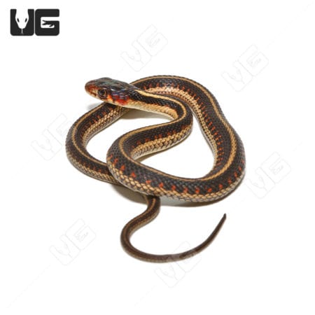 Baby Valley Garter Snake (Thamnophis sirtalis fitchi) for sale - Underground Reptiles